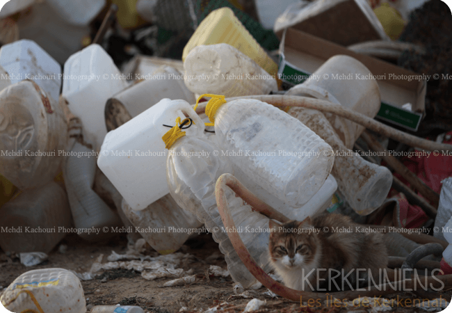 Tunisie: l’Archipel de Kerkennah submergée par les déchets - Kerkenniens - photo 1